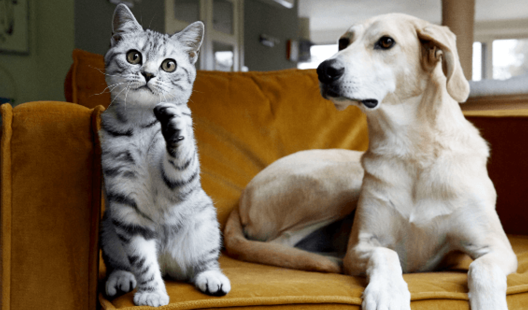 PD image alt dieren