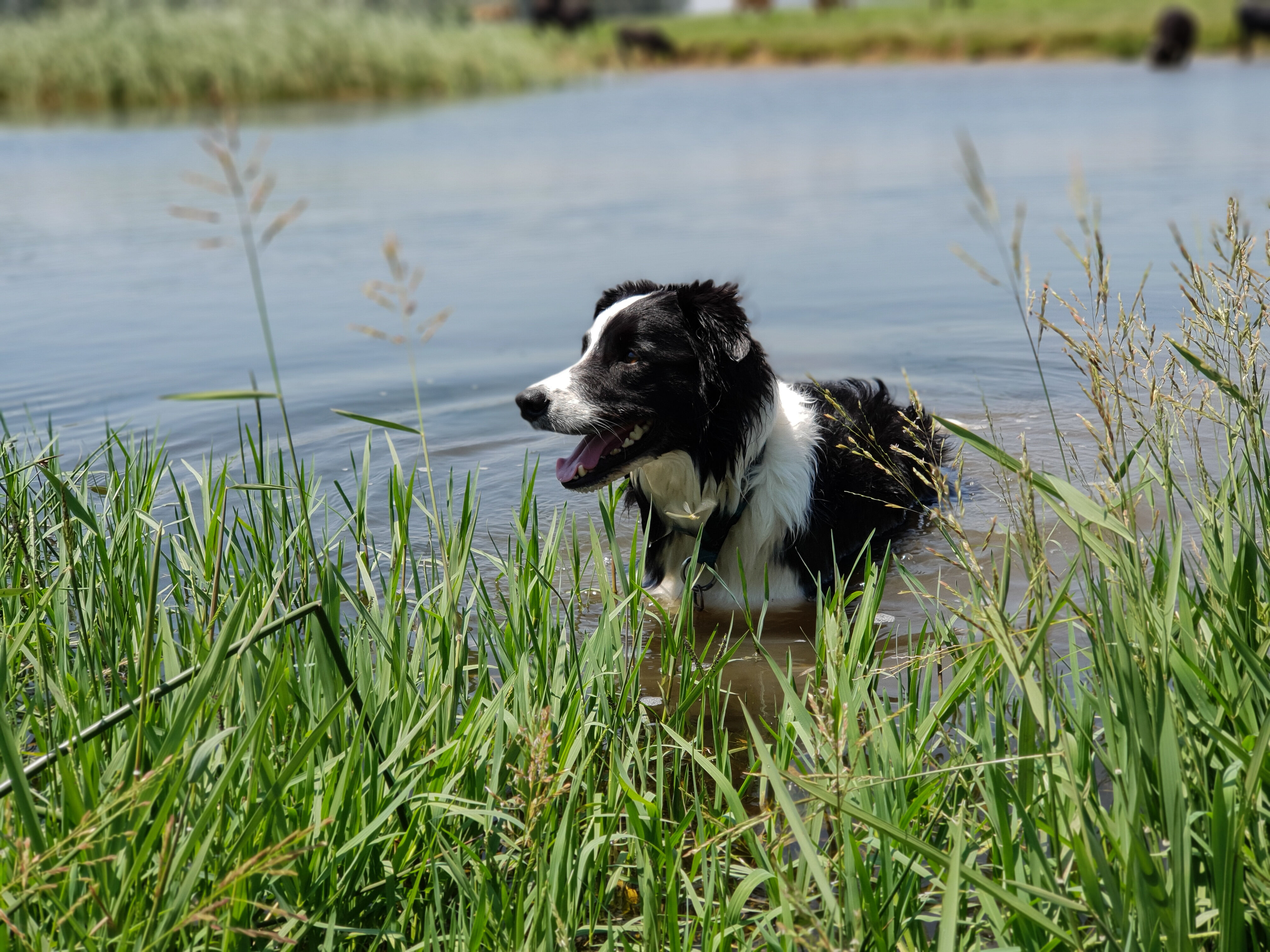 losloopgebieden nederland hond welkoop