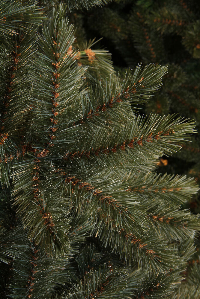 Triumph Tree Forest Frosted Pine Slim Fit - Kunstkerstboom - 185.00 cm - Blauw / Groen - 1.00 cm - 102.00 cm - 1.00 cm