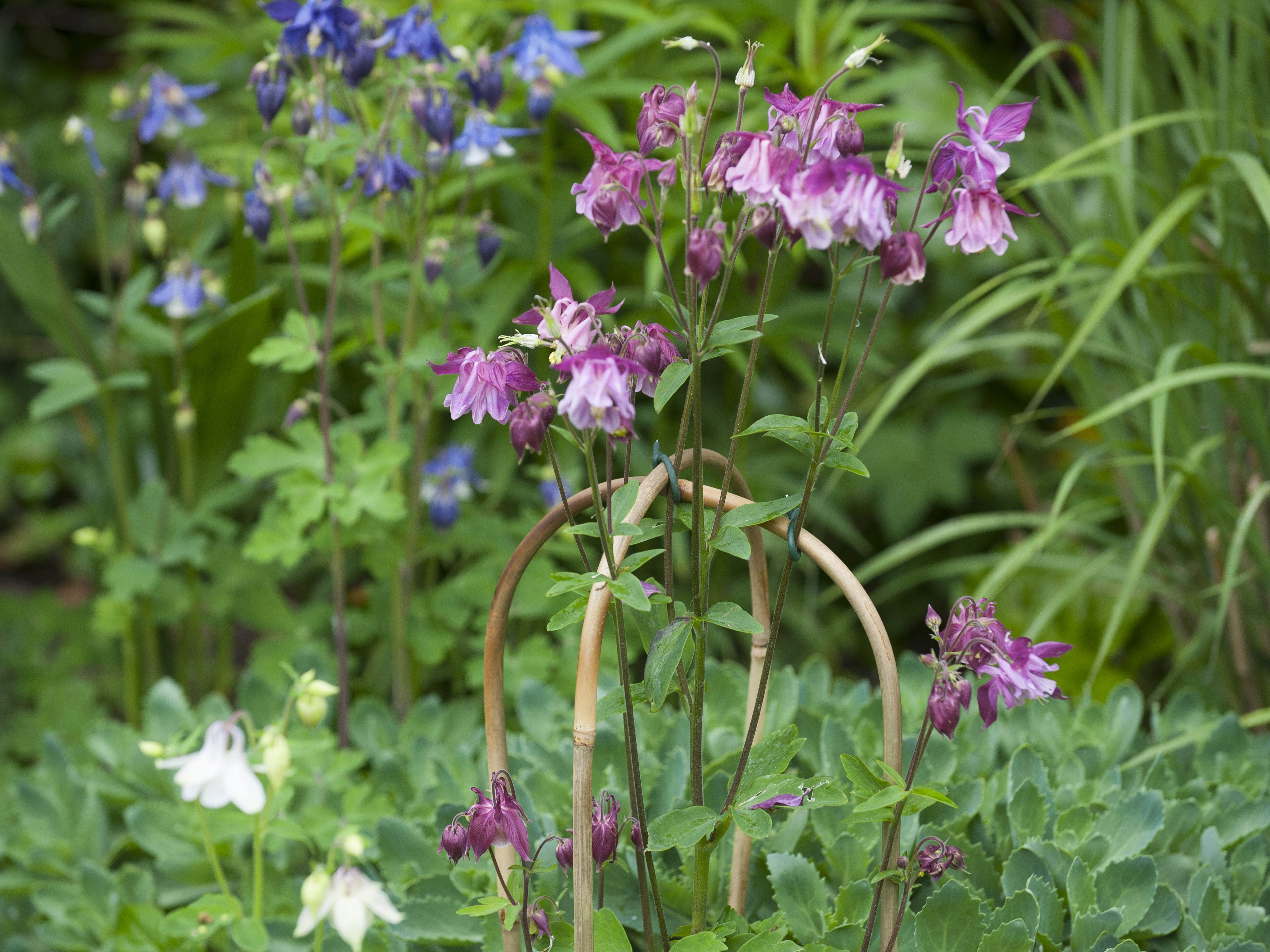 Nature Bamboestok Gebogen - Klim- en Geleide Artikelen - 182.00 cm - 5.80 cm - 180.00 cm - 6.00 cm
