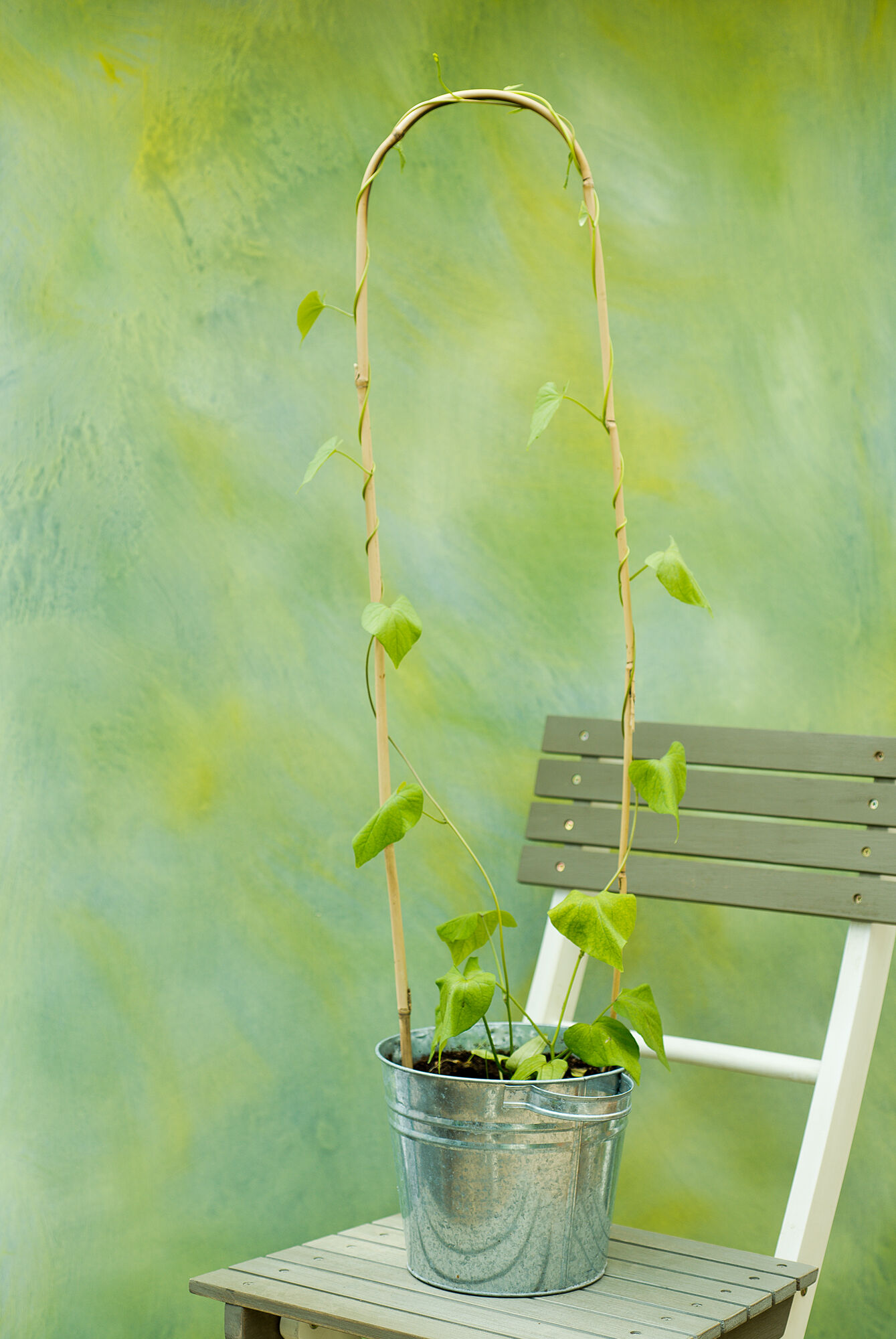 Nature Bamboestok Gebogen - Klim- en Geleide Artikelen - 182.00 cm - 5.80 cm - 180.00 cm - 6.00 cm