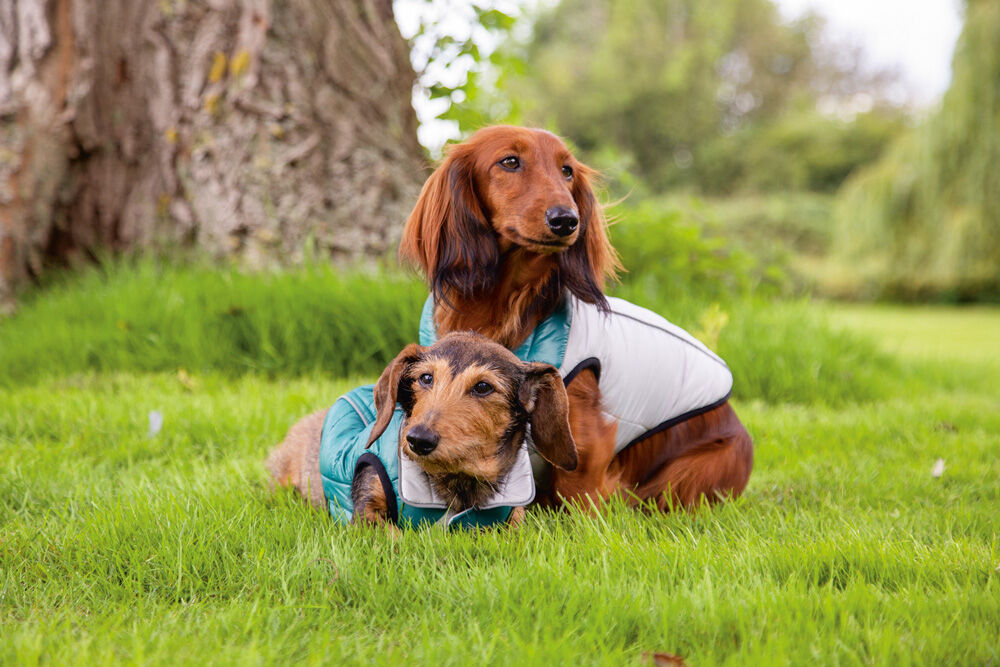 Beeztees Maly - Hondenjas - 36.00 cm - 23.50 cm - 24.00 cm - 4.00 cm