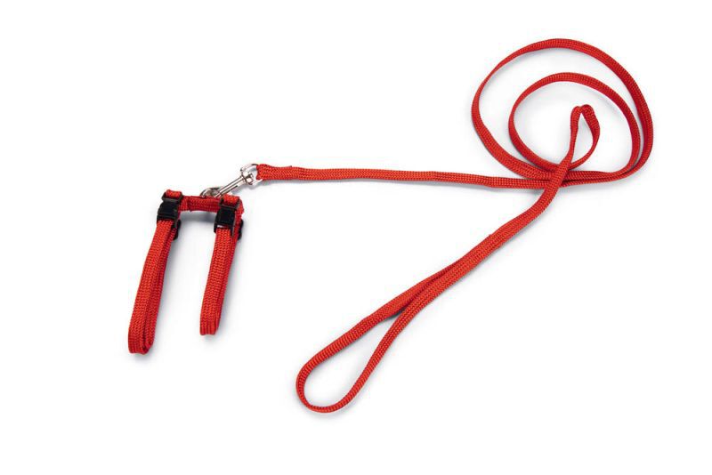 BEEZTEES - Kattentuigje - 20.50 cm - Rood - 10 mm - 14.00 cm - 100.00 cm - 2.00 cm