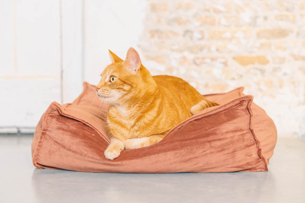Designed by Lotte Velveti Kat - Kussen - 16.00 cm - Roze - 56.00 cm - 56.00 cm