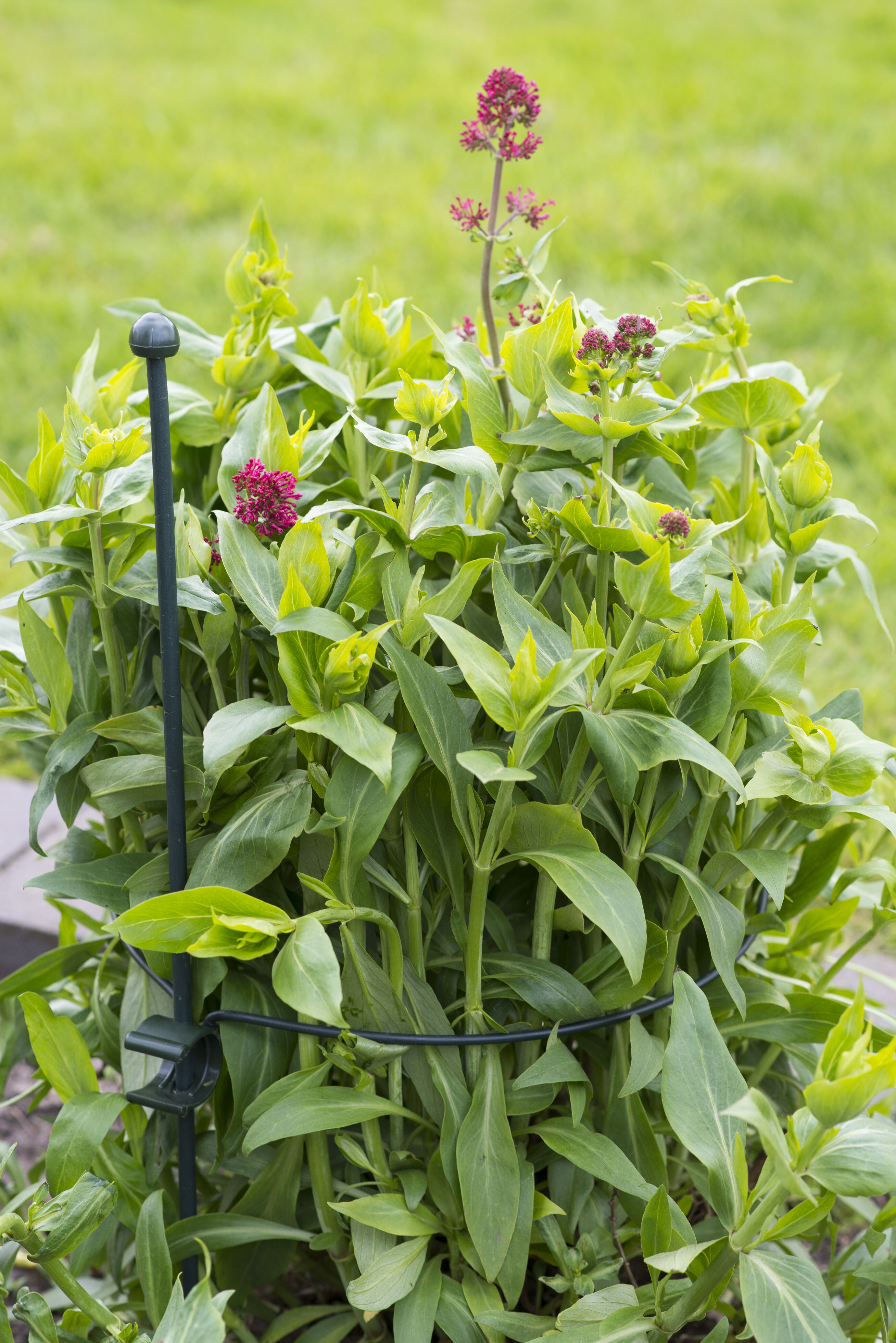 Nature Plantensteun rond - Klim- en Geleide Artikelen