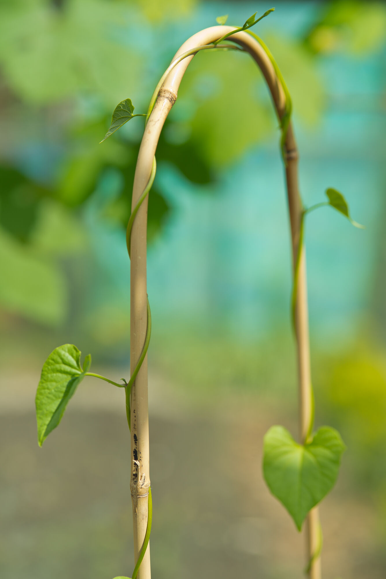 Nature Bamboestok Gebogen - Klim- en Geleide Artikelen