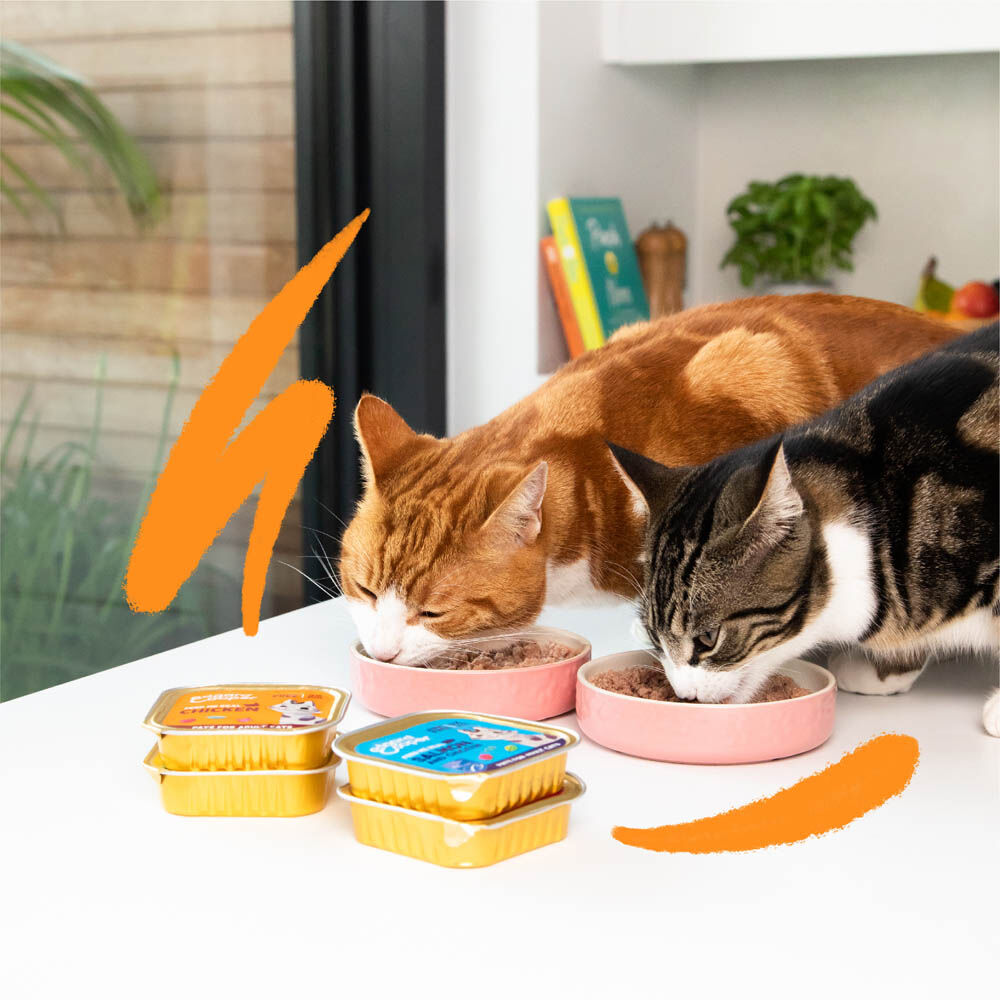 Edgard & Cooper Paté - Kattenvoer - Zalm - Kip - 85 gram