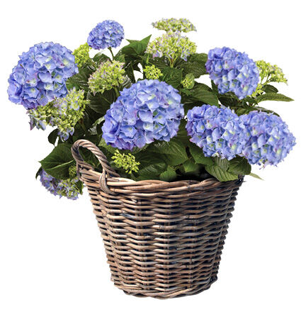 Aardappelmand Lana - 31.00 cm - 39.00 cm - 39.00 cm - 1.00 cm